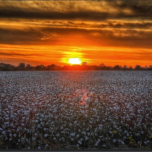 🌟Posh Ambassador🌟Jen - Picture 5 of 6